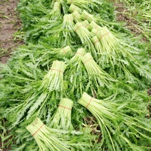蒿子杆25~30cm