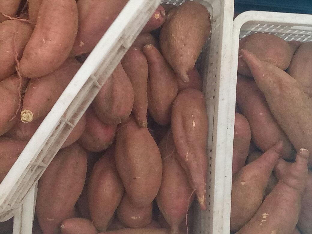 济薯25号红薯电商包装与加工产品展示