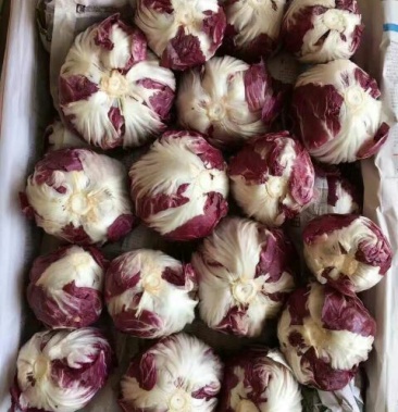 [结球菊苣批发]结球菊苣价格5.00元/平方米 - 一亩田