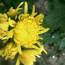 菊花茶