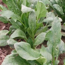 越冬菠菜