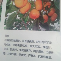 柿树2cm以下4cm以下1.5~2米