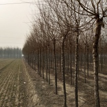 榆树6~8cm6~8cm3.5~4m
