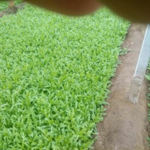 小叶茼蒿20~25cm