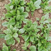 越冬菠菜10~15厘米