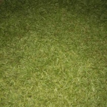 石阡苔茶特级