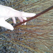 豆腐树苗50~80cm