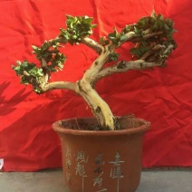 金银花抗雾霾，抗流感