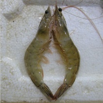 基围虾食用活虾