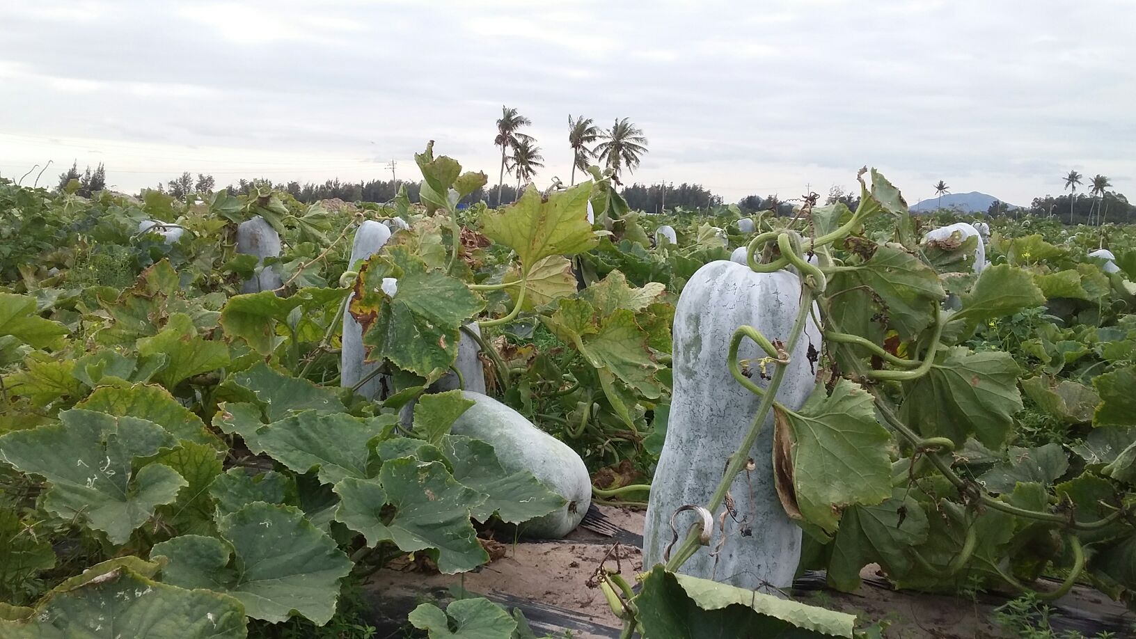 无人机航拍视角下的海南白沙县白皮冬瓜连片种植基地,绿色藤蔓覆盖整齐垄畦,滴灌带清晰可见,远处可见丘陵地形与防护林带,整体布局规整,体现现代化农业管理特征 海南白沙县白皮冬瓜种植基地航拍图