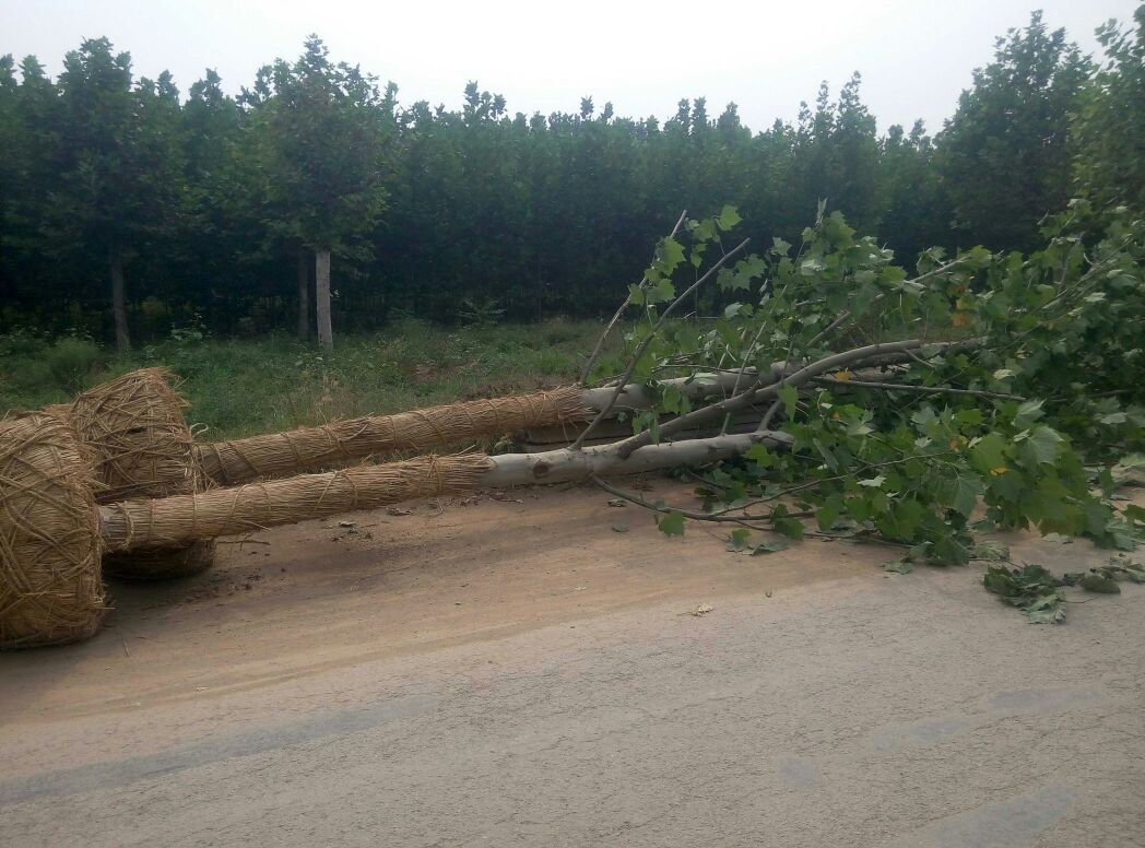倒伏大豆扶正操作示意图