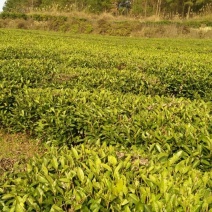 石阡苔茶特级