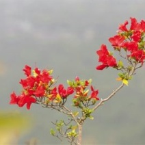 映山红树桩50~100cm