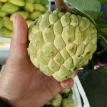 释迦250~300g特级
