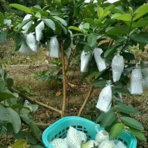 番石榴苗30~50cm