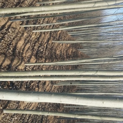 杨树价格行情_今日杨树价格多少钱一斤 _ 一亩田