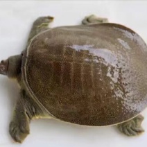 生态甲鱼
