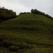 川茶特级