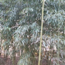 绿竹6~7m