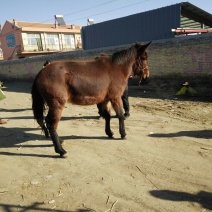驴骡300~400kg