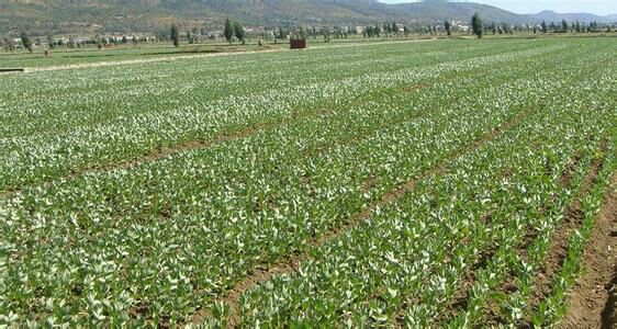 绿心蚕豆田间生长场景