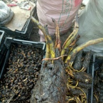 睡莲种苗穴盘苗10cm以下