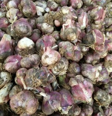 [大蒜批发]大蒜 混级统货 鲜蒜紫皮大蒜头非独头多瓣装鲜蒜价格1.