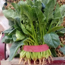 菠菜20~25厘米