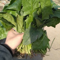 大叶菠菜20~25厘米