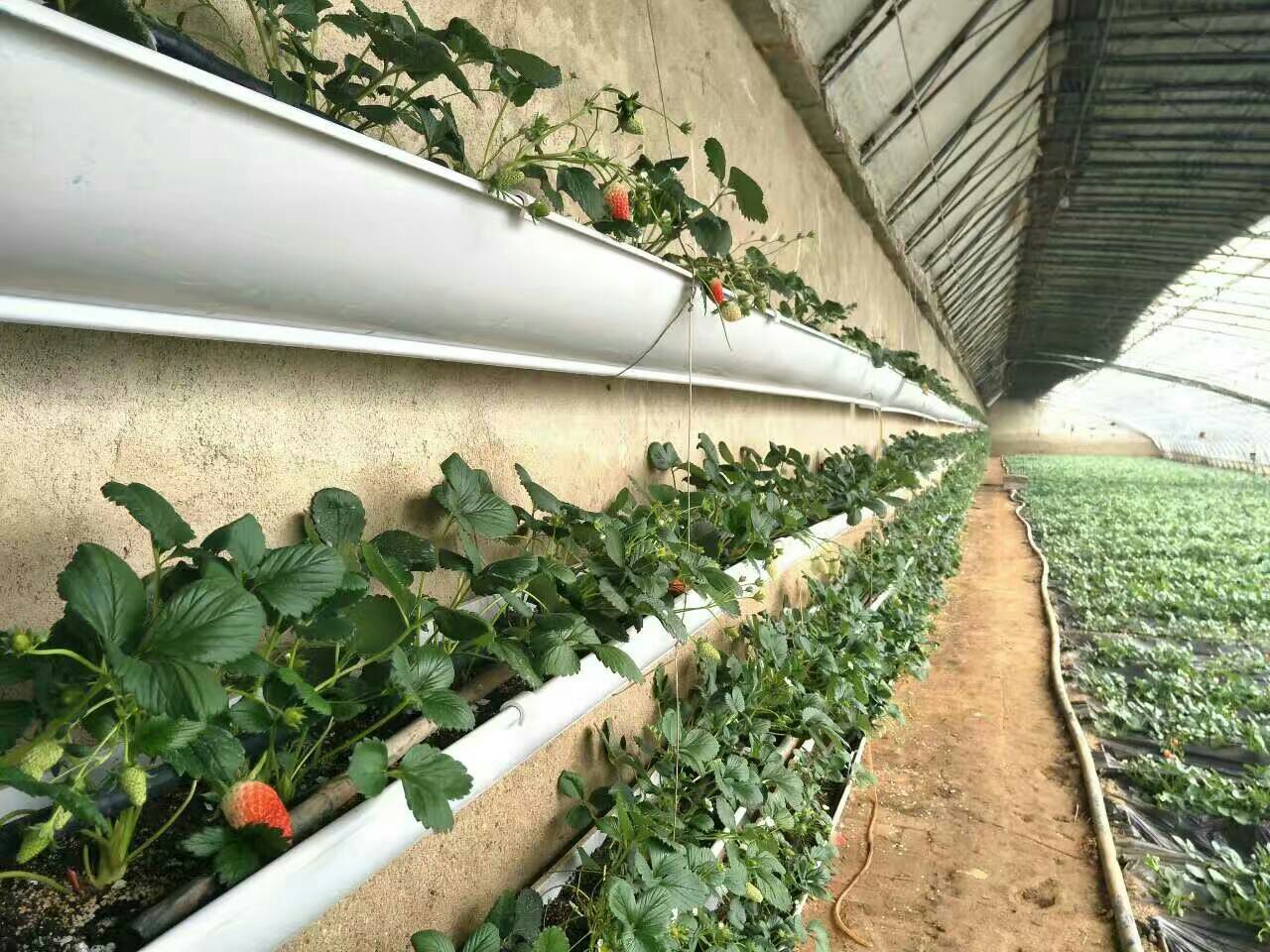 蜜宝火龙果标准化种植示范基地航拍图