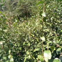 川茶特级
