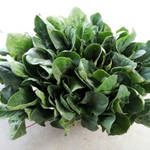 大叶菠菜20~25厘米