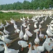 皖西白鹅鹅苗250g以下