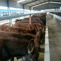 肉驴德州驴小驴驹三分驴乌头驴全国包邮欢迎选购