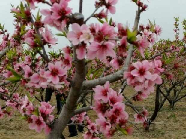 核桃花朵特写