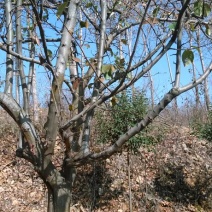 木瓜树10~20cm