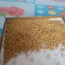 芽豆食用
