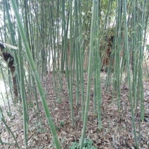 苦竹2~3m