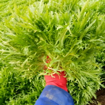 苦菊