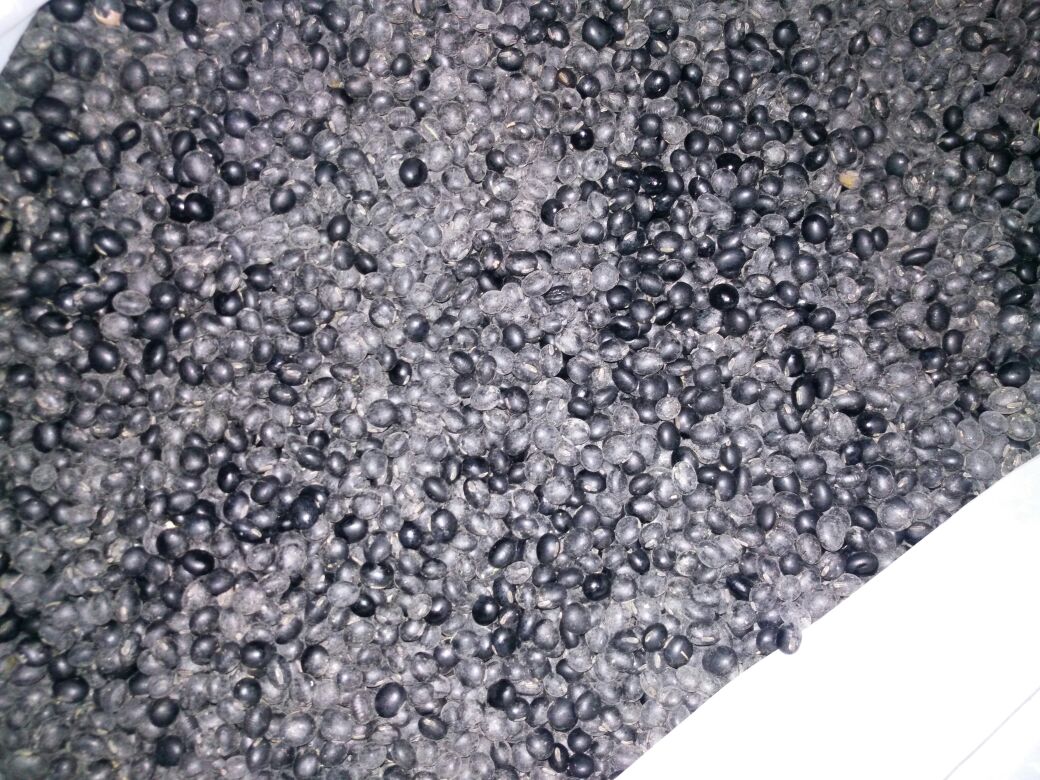 黑豆特写,展示其乌黑饱满的外观 黑豆富含优质蛋白,是头发健康的重要营养来源