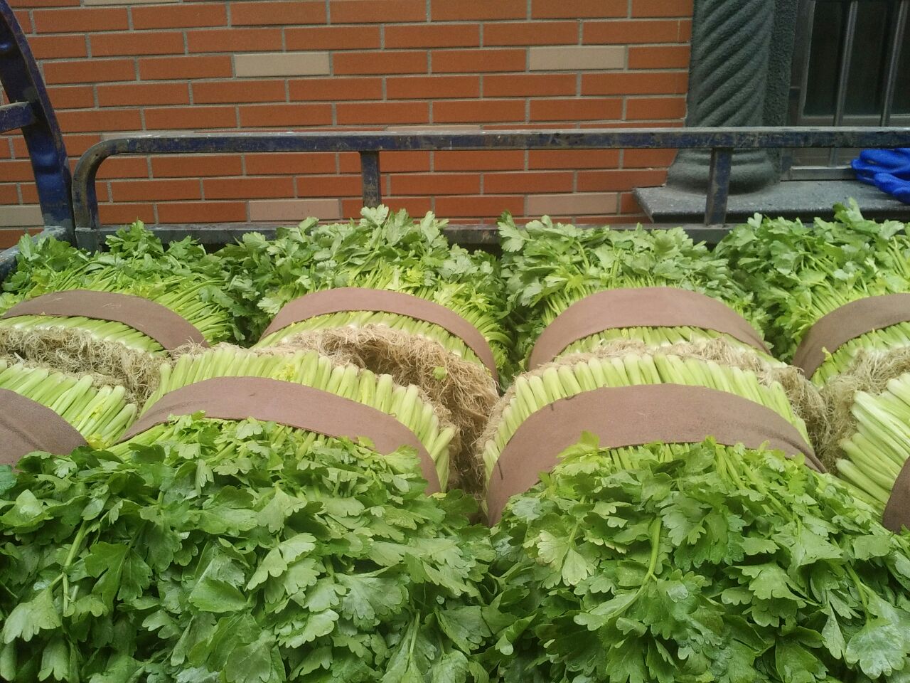 展示小叶香芹的鲜食包装与干制产品,适合用于电商销售和礼品包装 小叶香芹产品包装展示