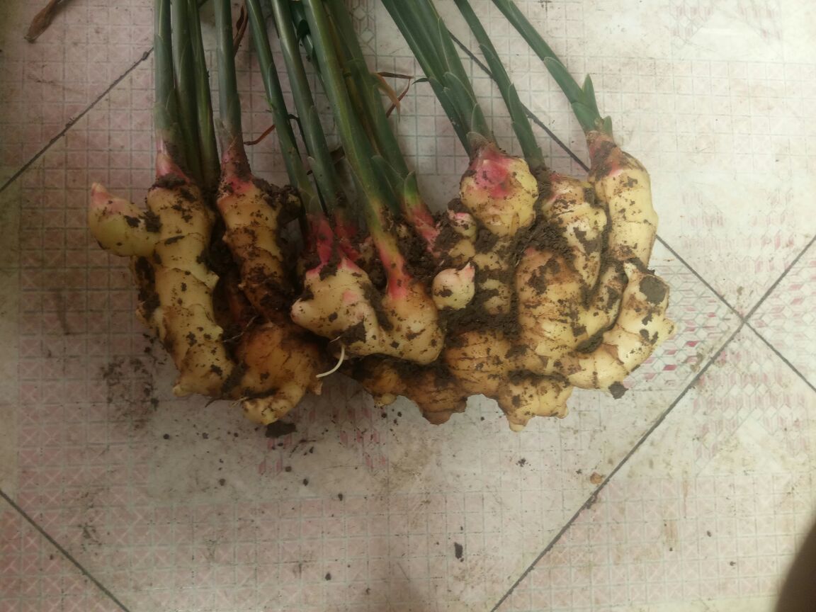 沙姜与生姜对比图