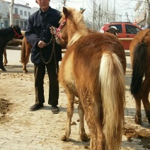 矮马100~200kg