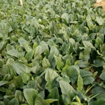 菠菜15~20厘米