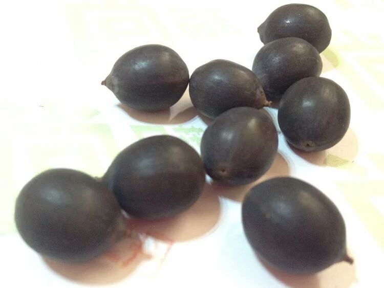 莲子与莲心对比图