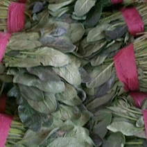 小叶菠菜25~30厘米