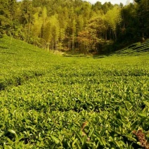 乌龙红茶一级