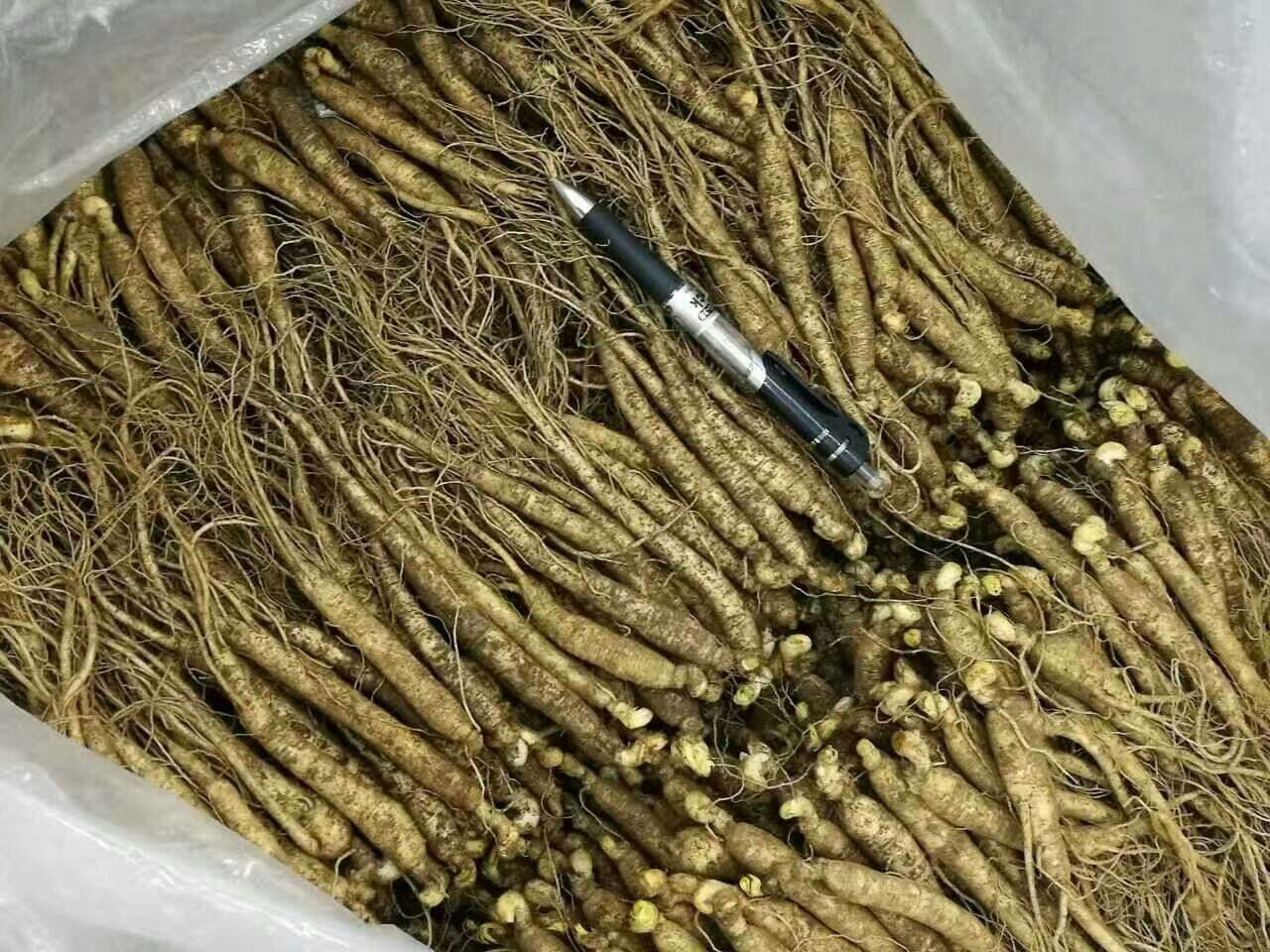 鲜人参与红参的植物学对比图示