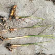 双季水果茭白种苗高产高收益植株抗性强分裂强