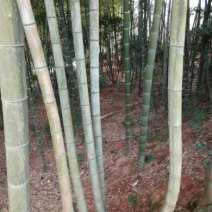 竹子10~11m